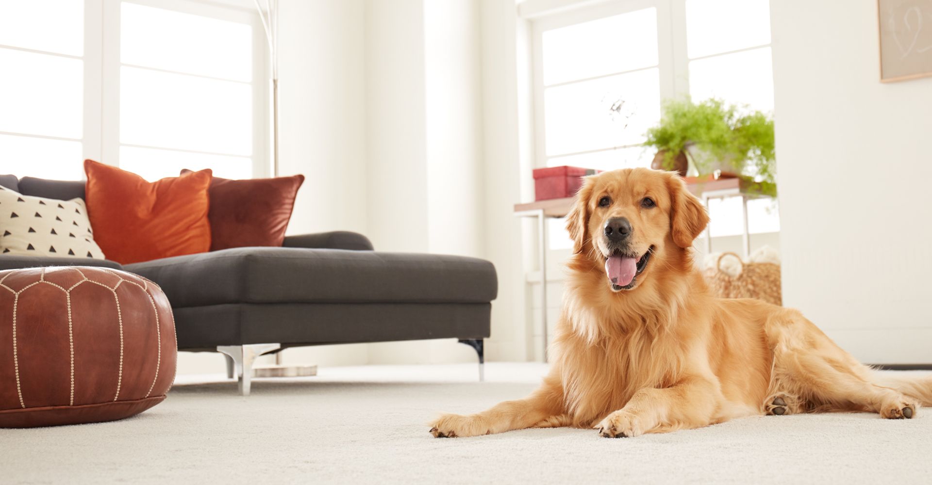 Pet Proof Flooring